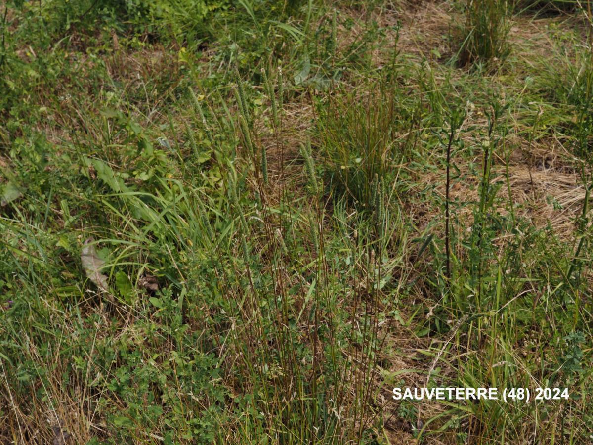 Cat's-Tail, Purple-stem plant